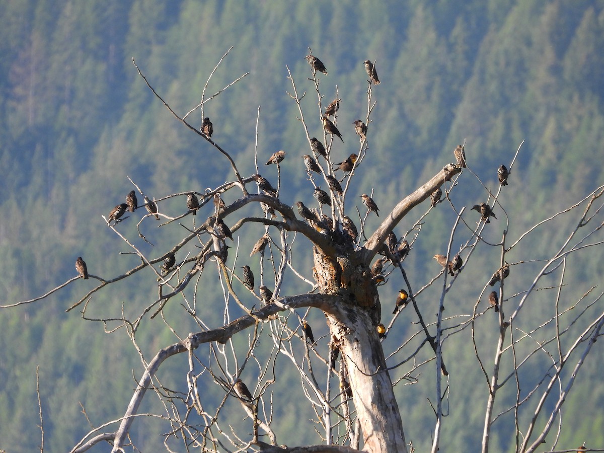 Yellow-headed Blackbird - ML640831152