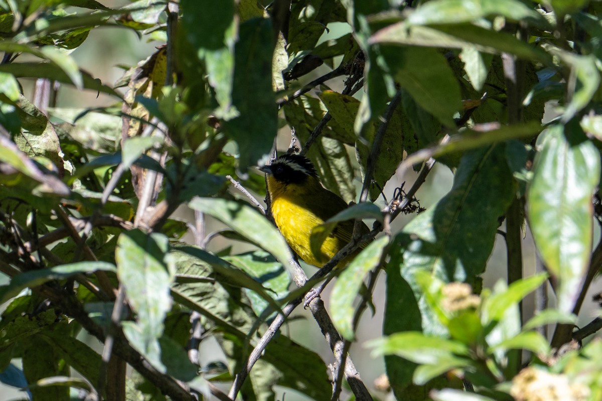 Black-capped Hemispingus (White-browed) - ML640831195