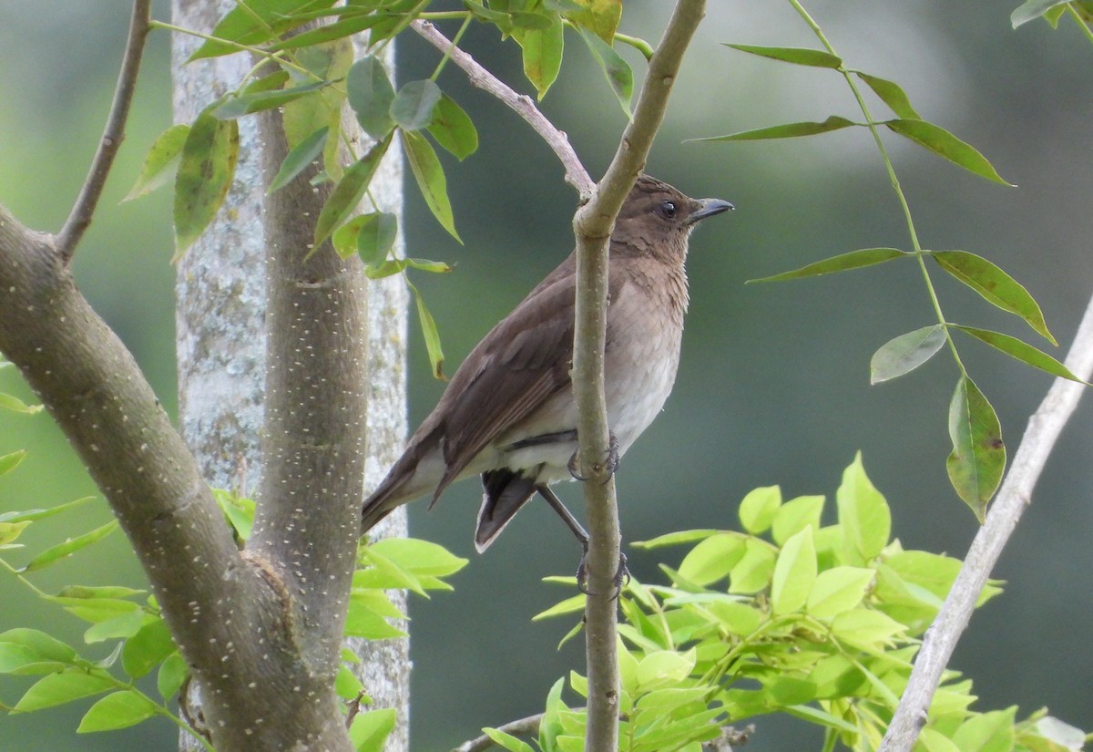 Zorzal Piquinegro - ML640831202