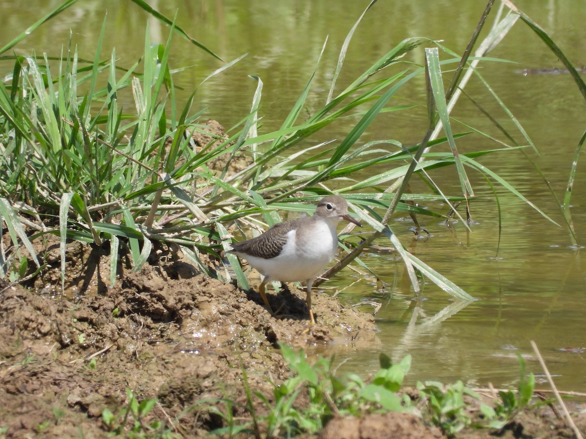 Spotted Sandpiper - ML640831359