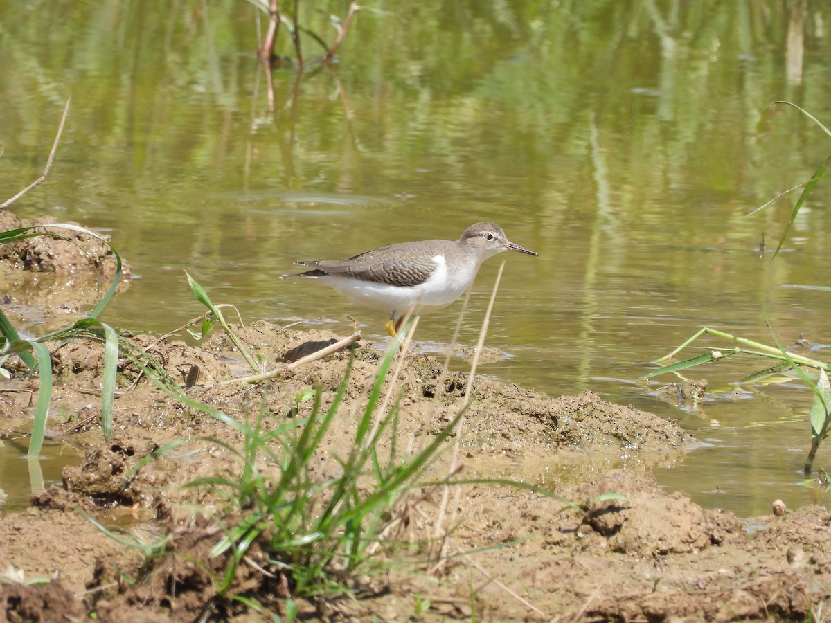 Spotted Sandpiper - ML640831360