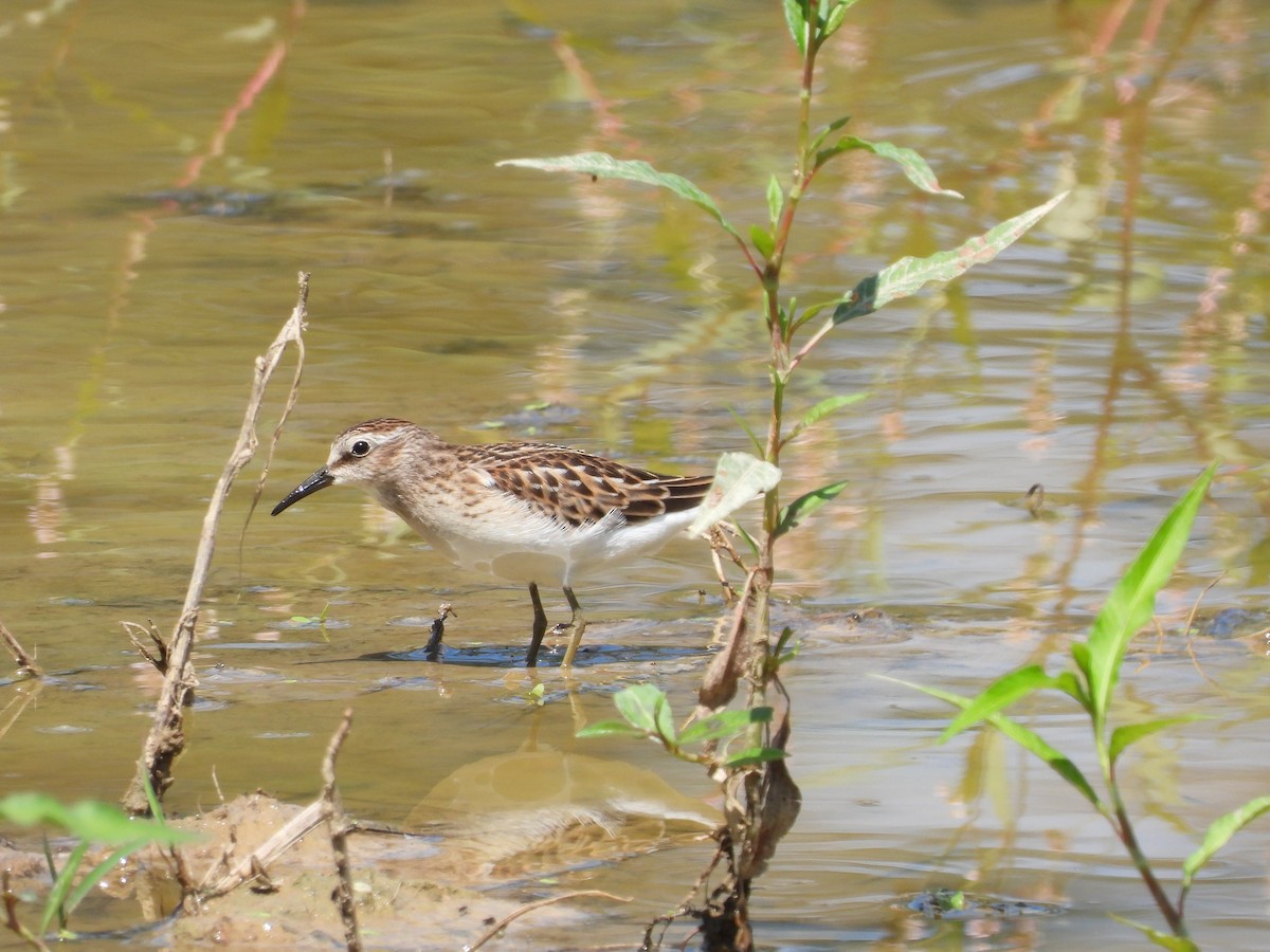 Least Sandpiper - ML640831373