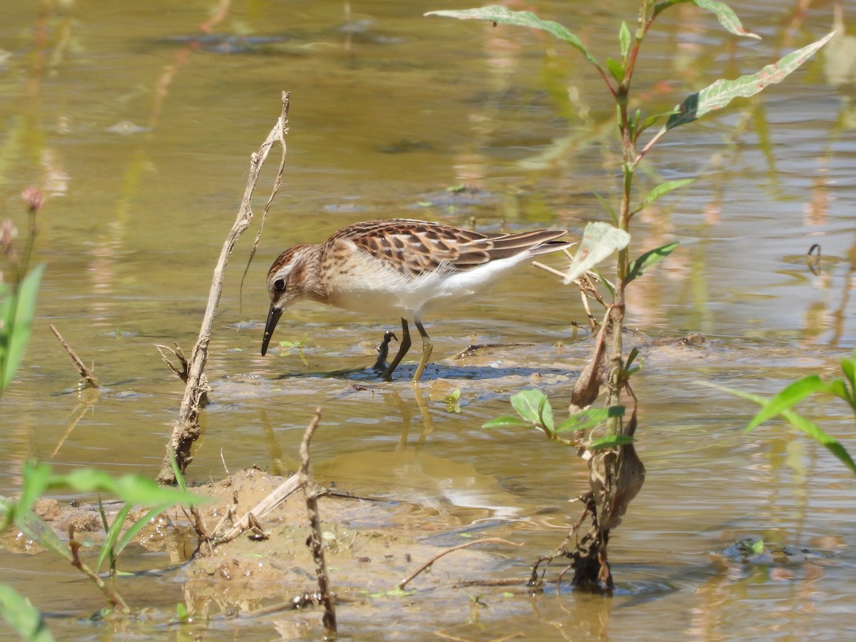 Least Sandpiper - ML640831374