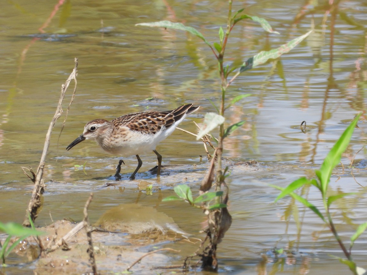 Least Sandpiper - ML640831375