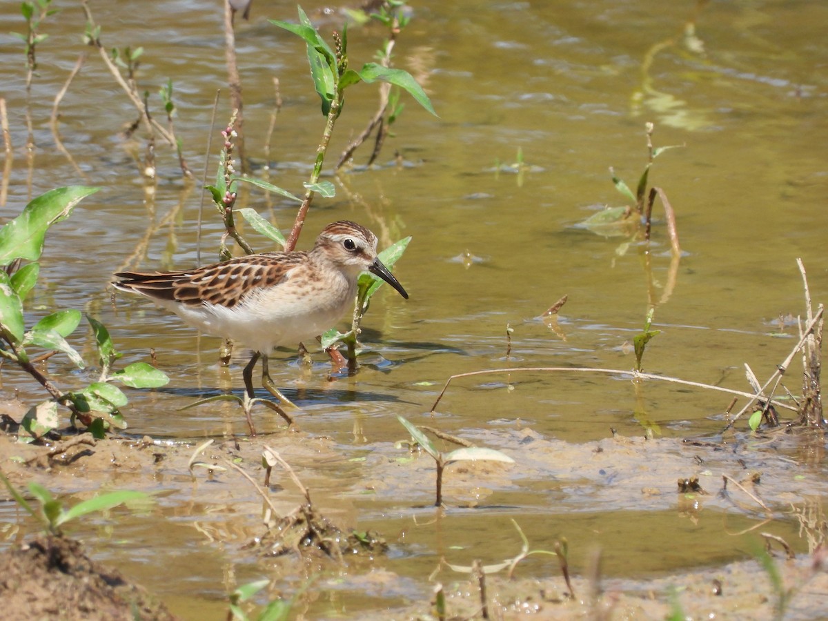 Least Sandpiper - ML640831376