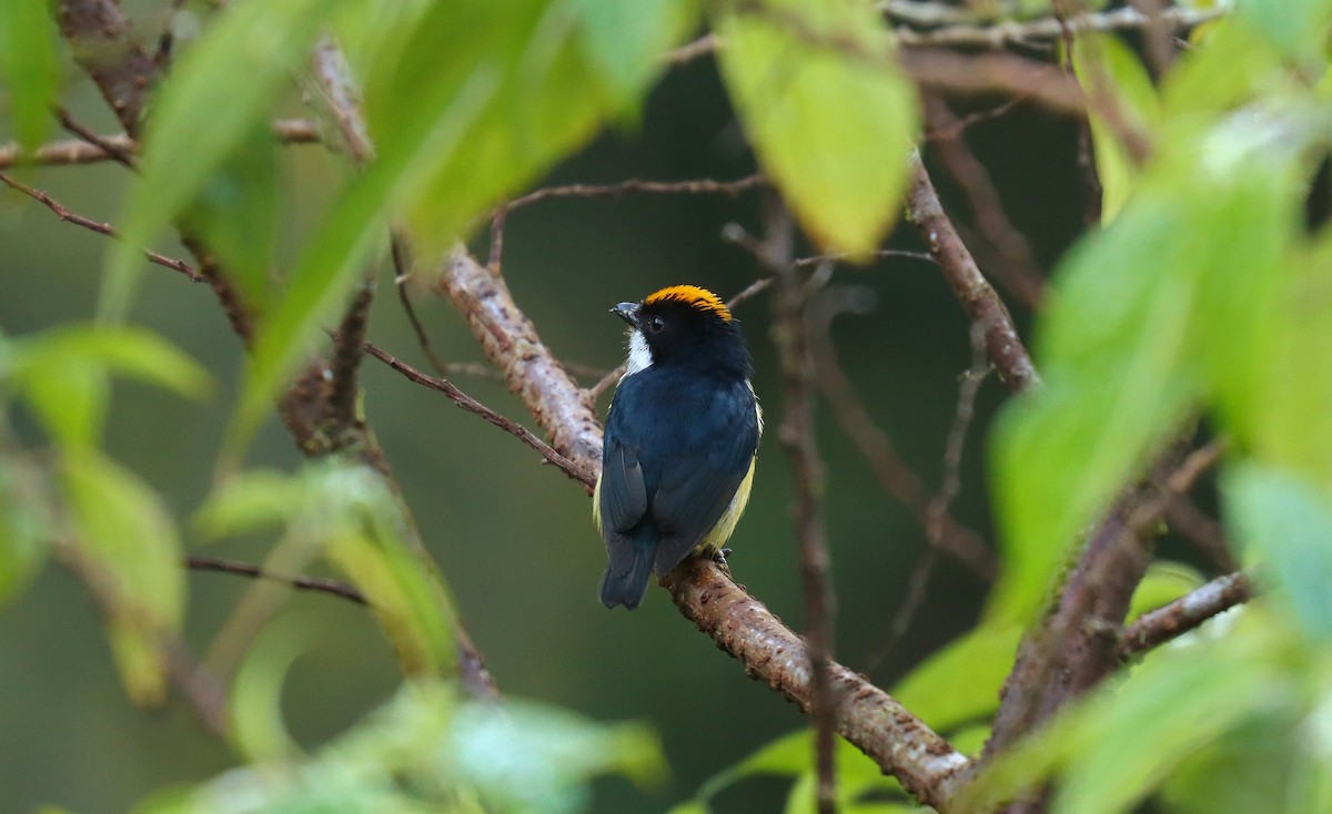Yellow-crowned Flowerpecker - ML640831546