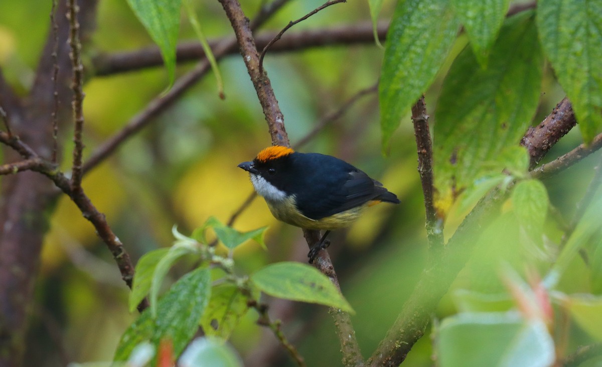 Yellow-crowned Flowerpecker - ML640831547