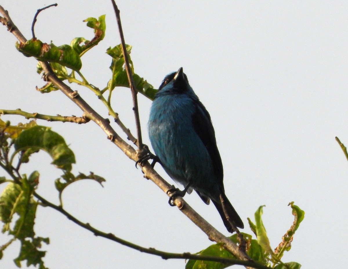 Turquoise Dacnis - ML640831614