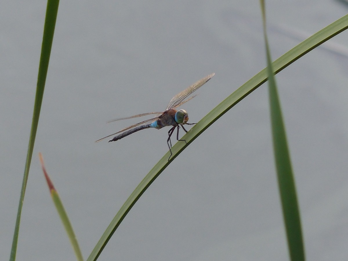 Lesser Emperor - ML640831619