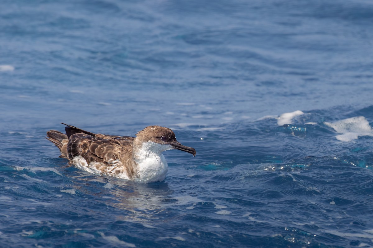 buřňák velký - ML640831671