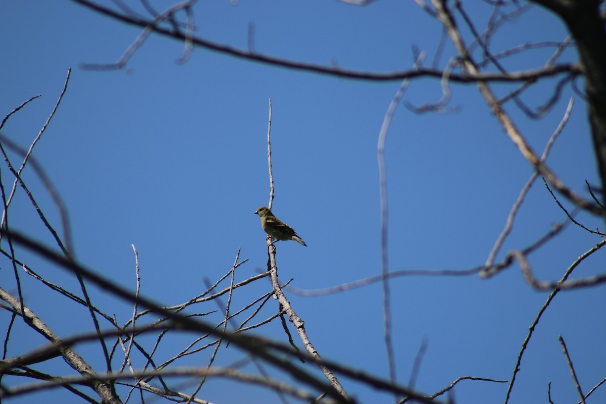 American Goldfinch - ML640831687