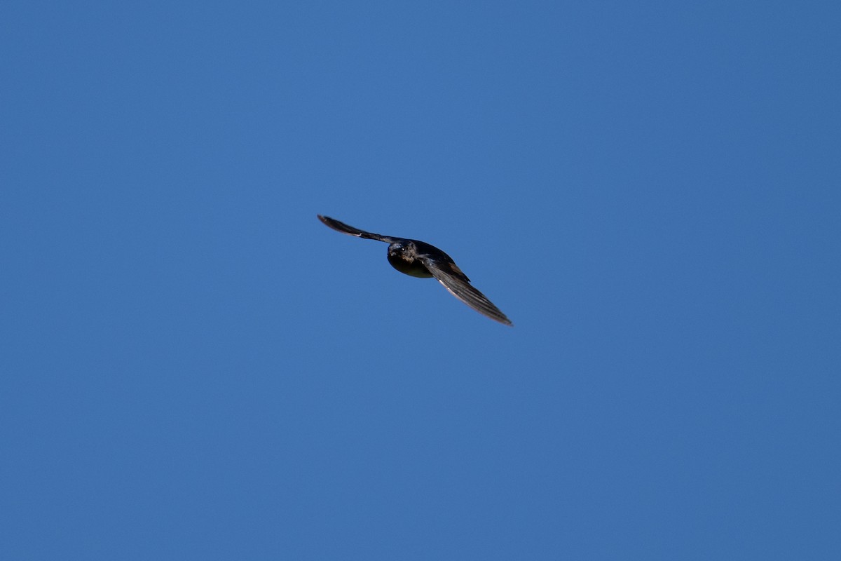 Pale-footed Swallow - ML640831713