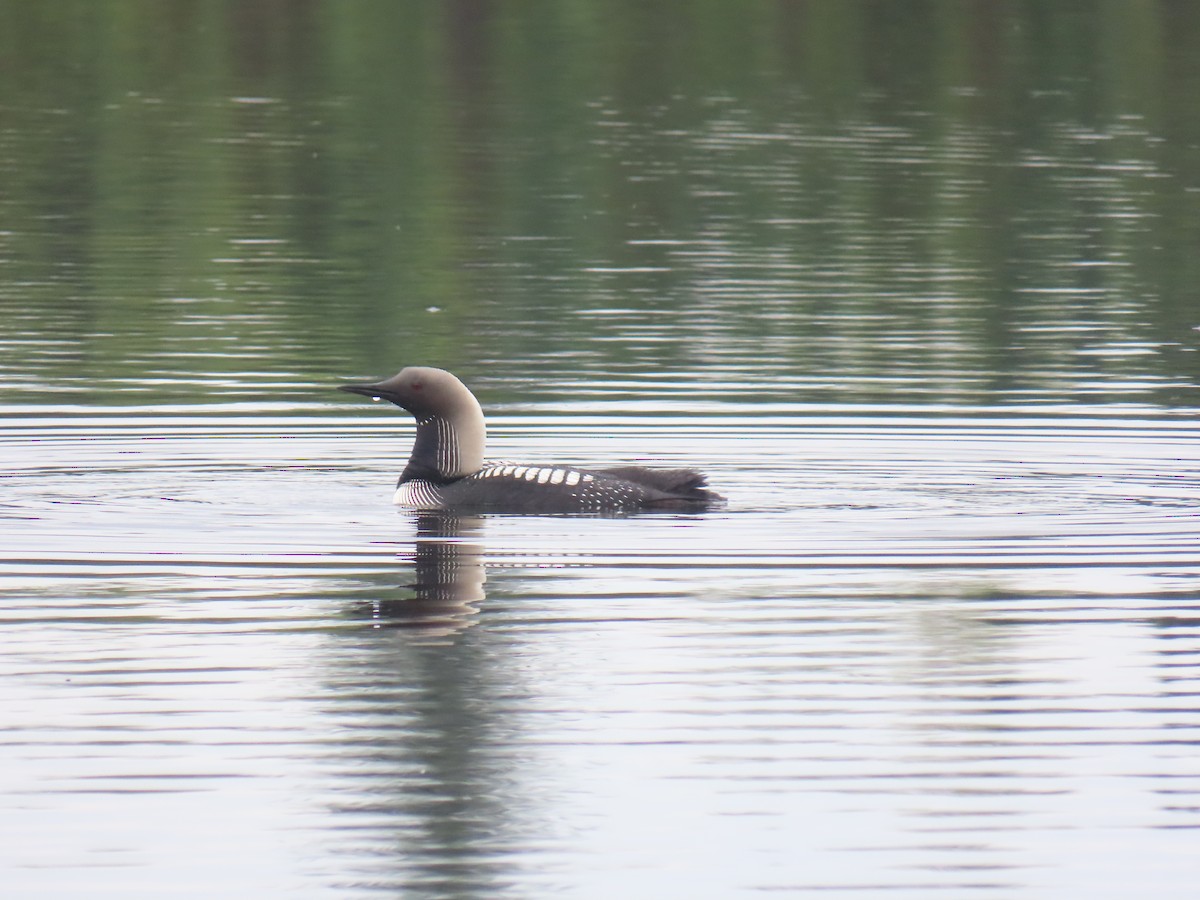 Pacific Loon - ML640831721