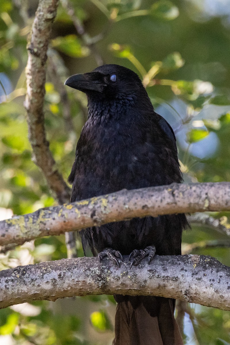 Carrion Crow - ML640831722