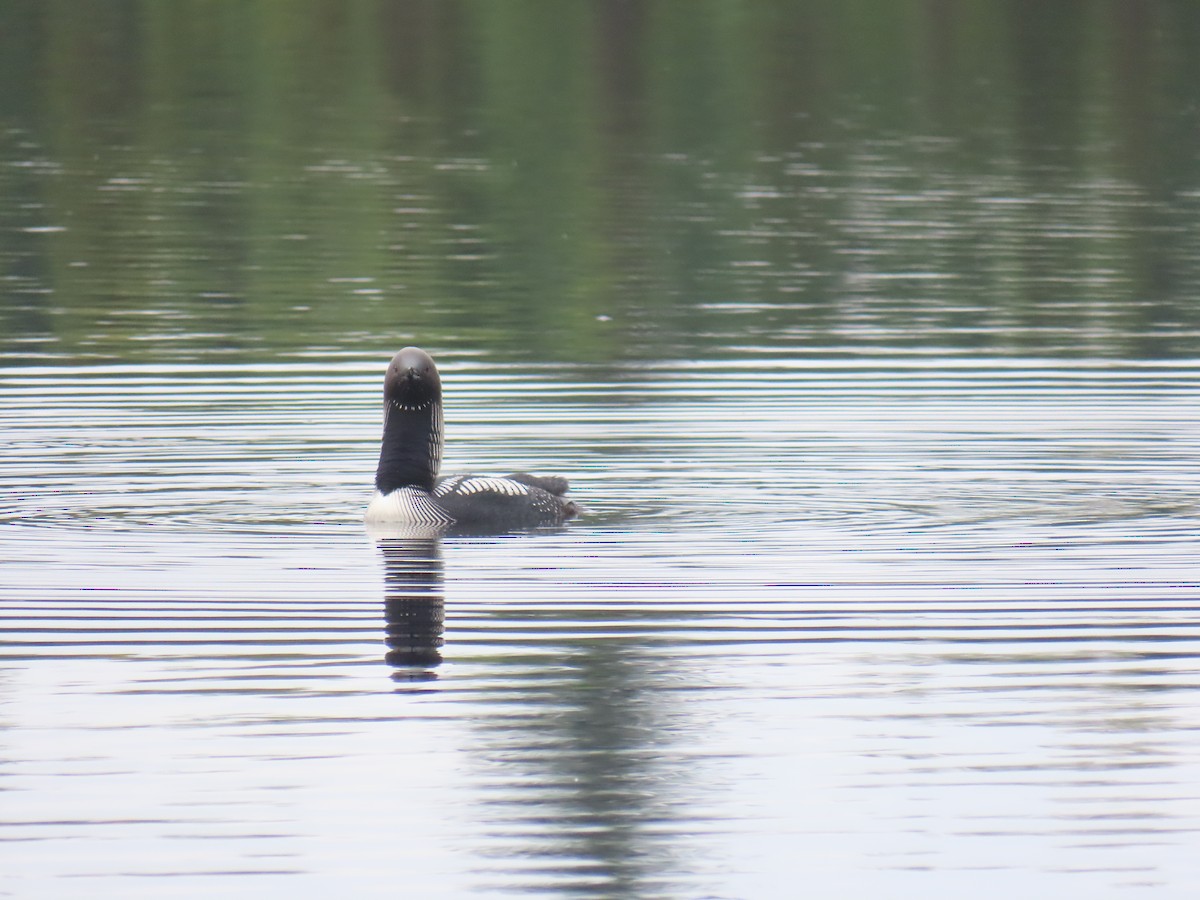 Pacific Loon - ML640831735