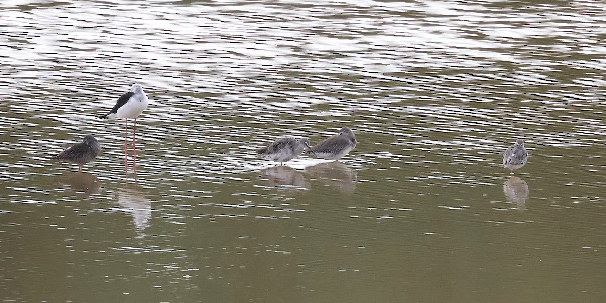 Kara Kızılbacak - ML640831753