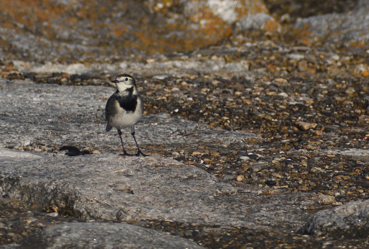 White Wagtail (British) - ML640831776