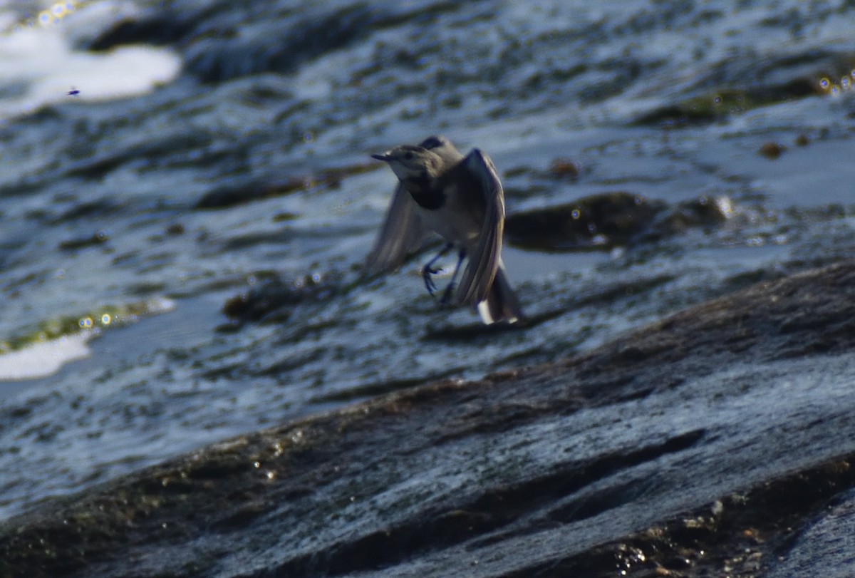 White Wagtail (British) - ML640831791