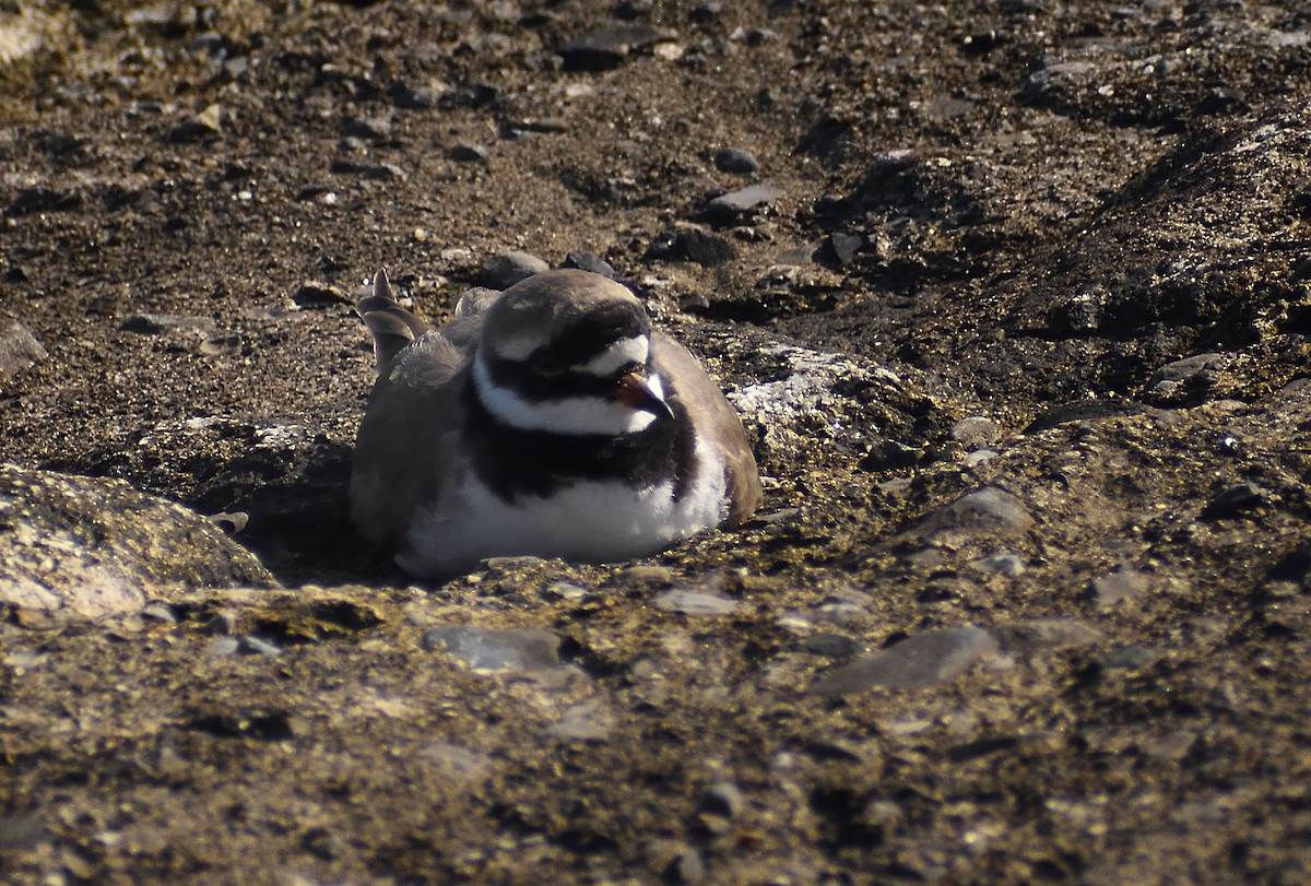 Common Ringed Plover - ML640831804