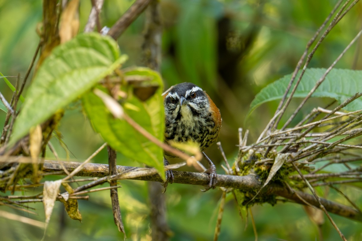 Inca Wren - ML640831809