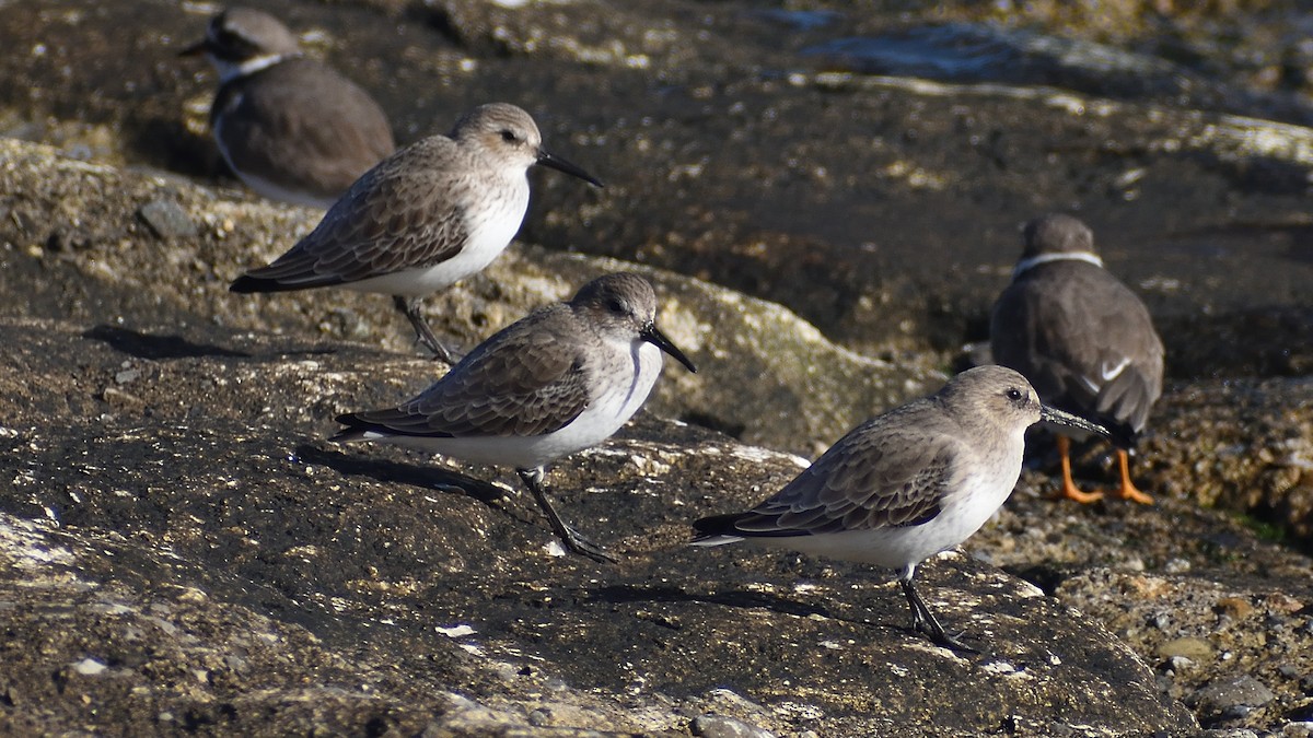 Dunlin - ML640831834