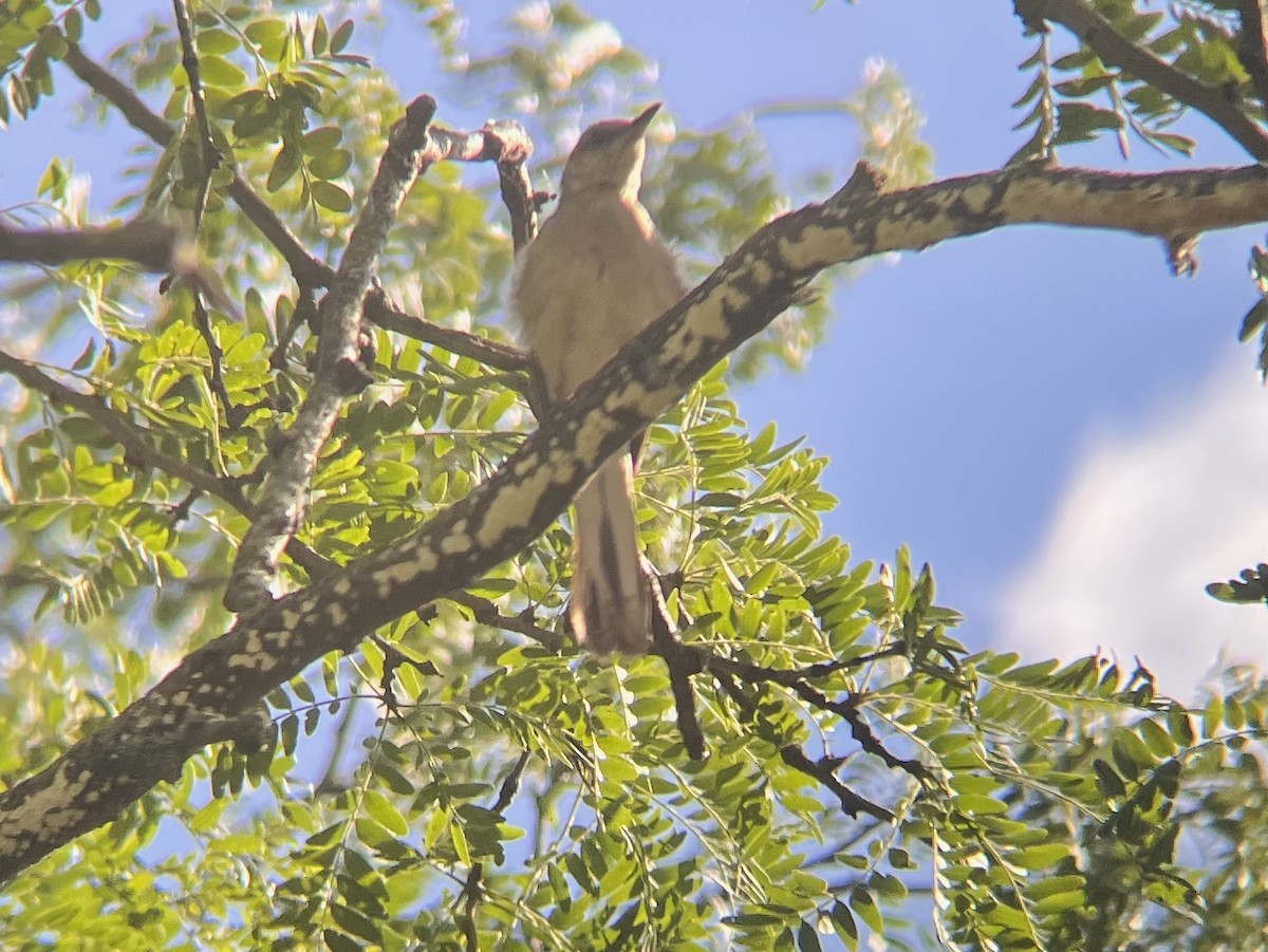 Northern Mockingbird - ML640831845