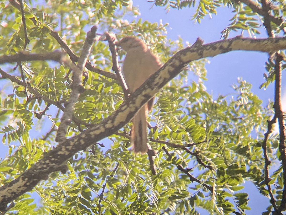 Northern Mockingbird - ML640831846