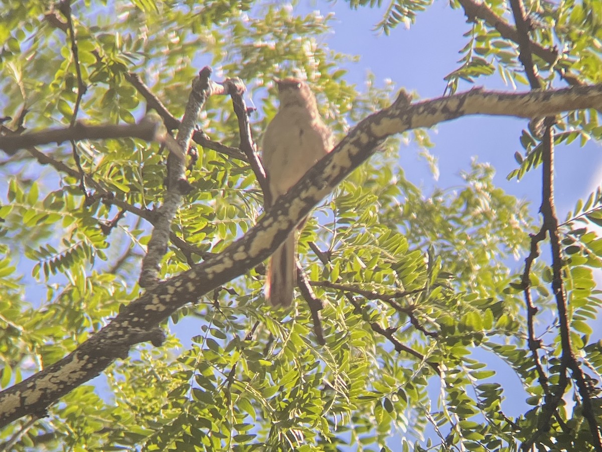 Northern Mockingbird - ML640831847