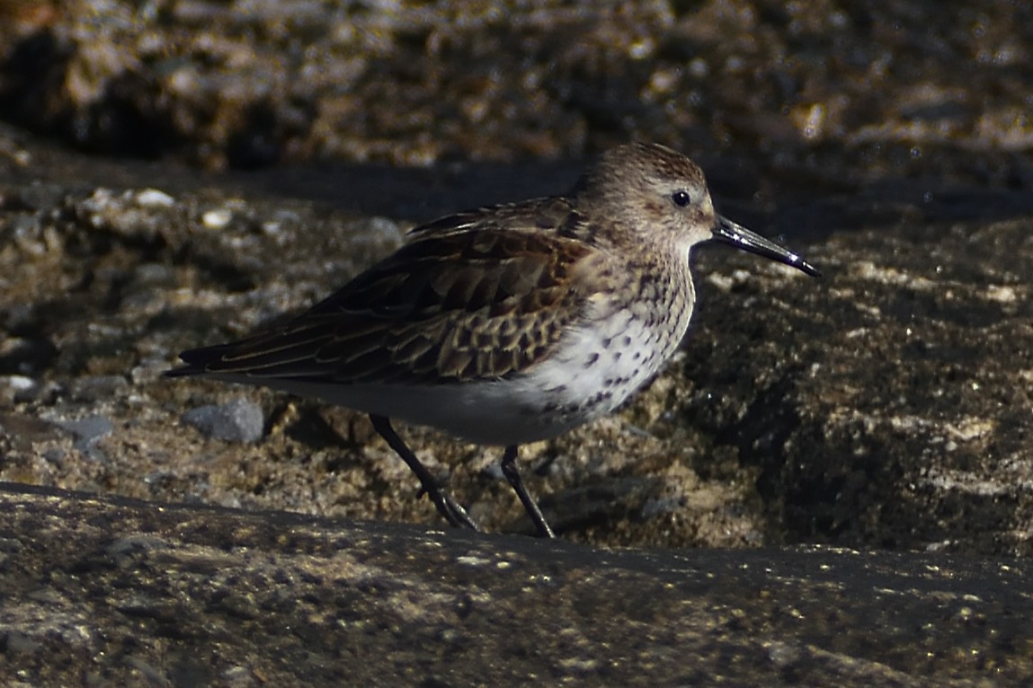 Dunlin - ML640831856