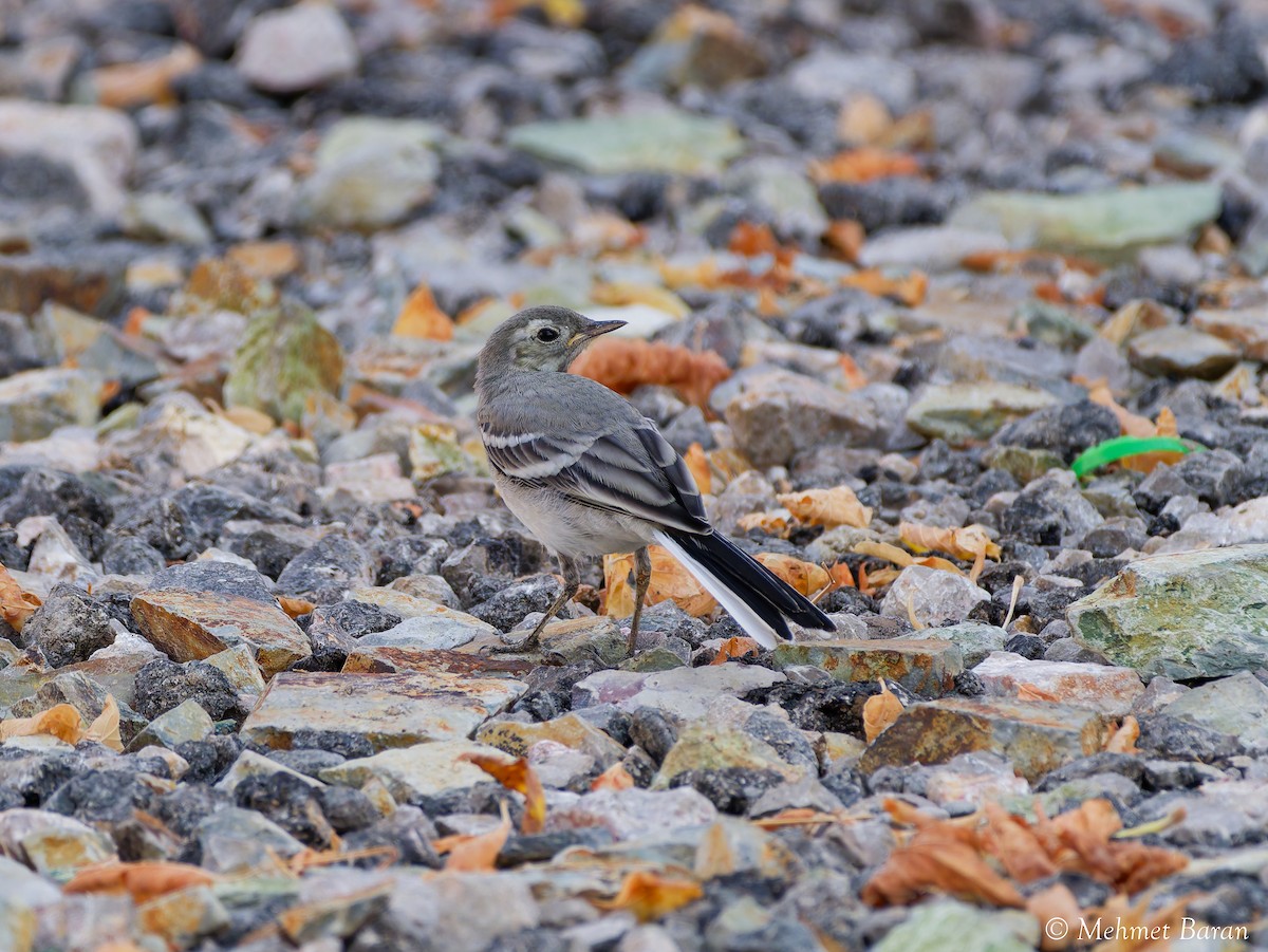 White Wagtail - ML640831869