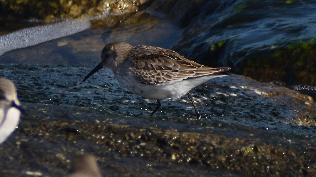 Dunlin - ML640831880