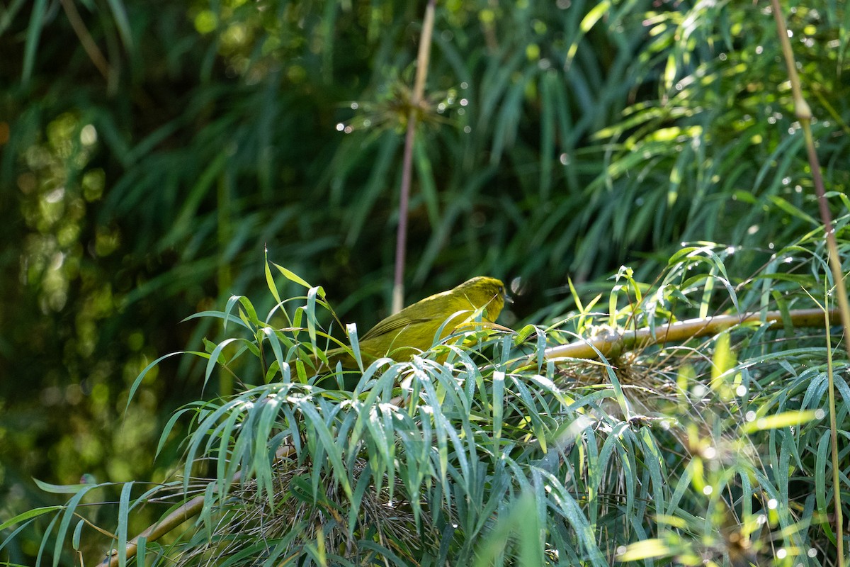 Parodi's Hemispingus - ML640831905