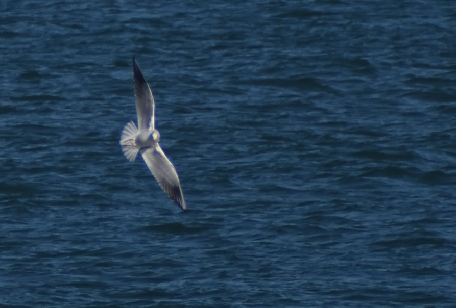 Black-headed Gull - ML640831909