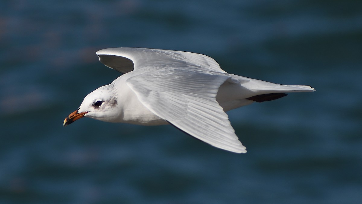 Mediterranean Gull - ML640831945
