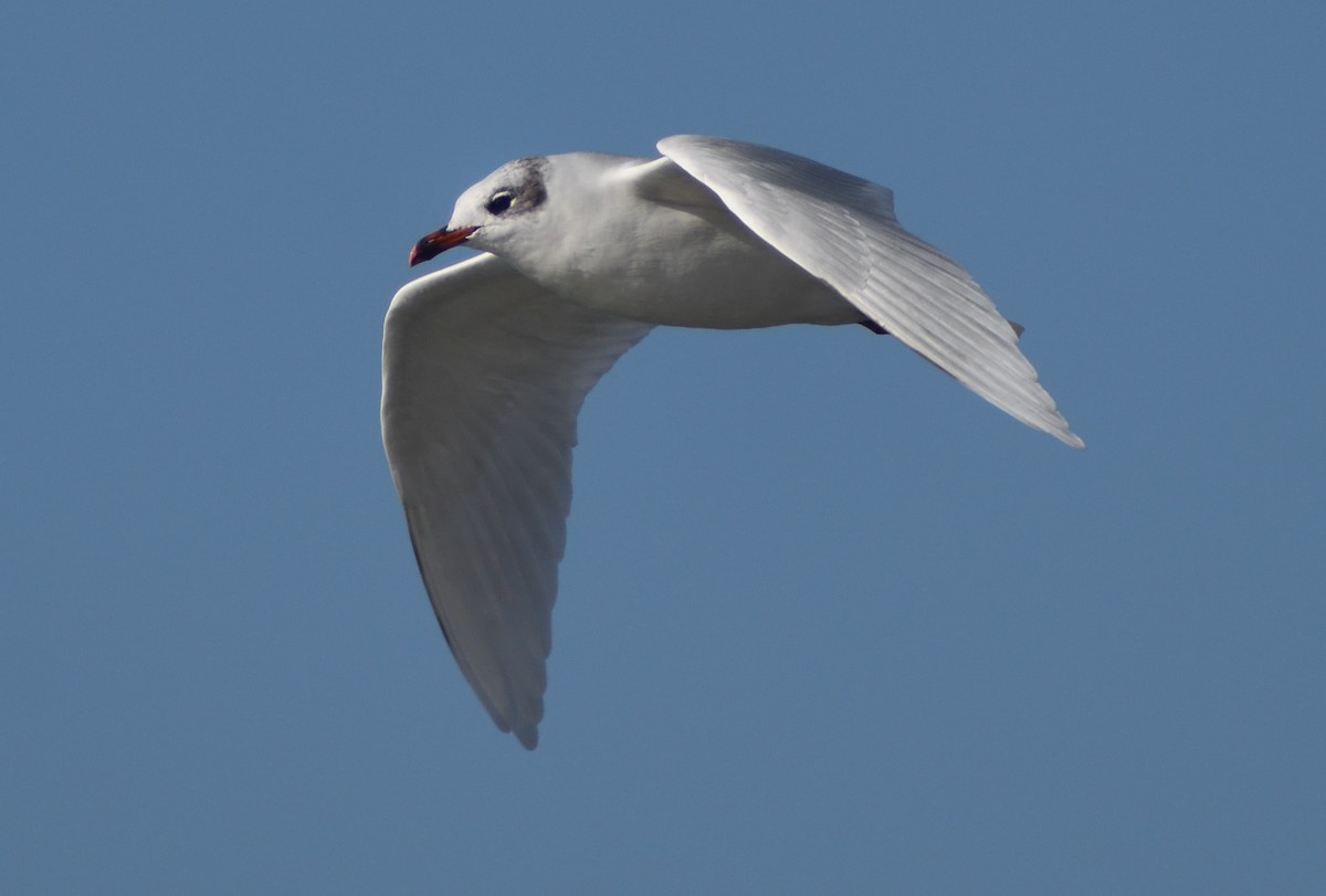 Mediterranean Gull - ML640831976