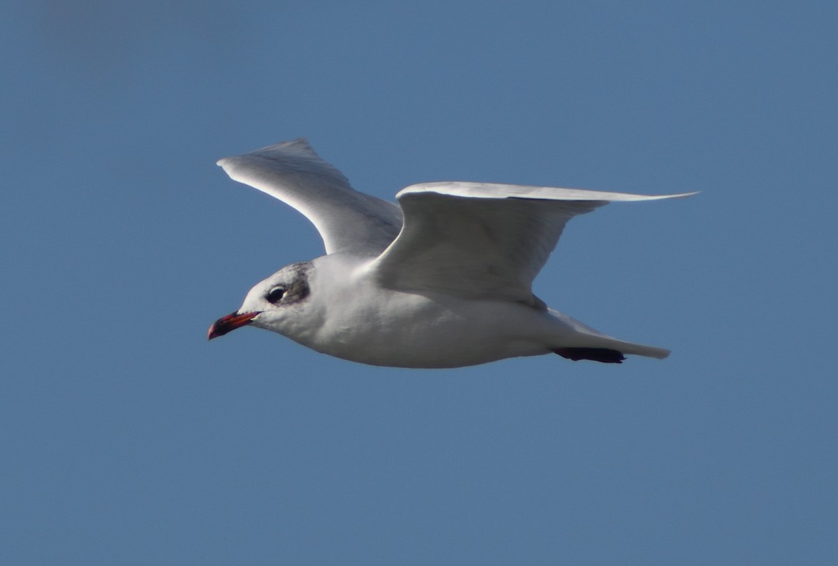 Mediterranean Gull - ML640831982
