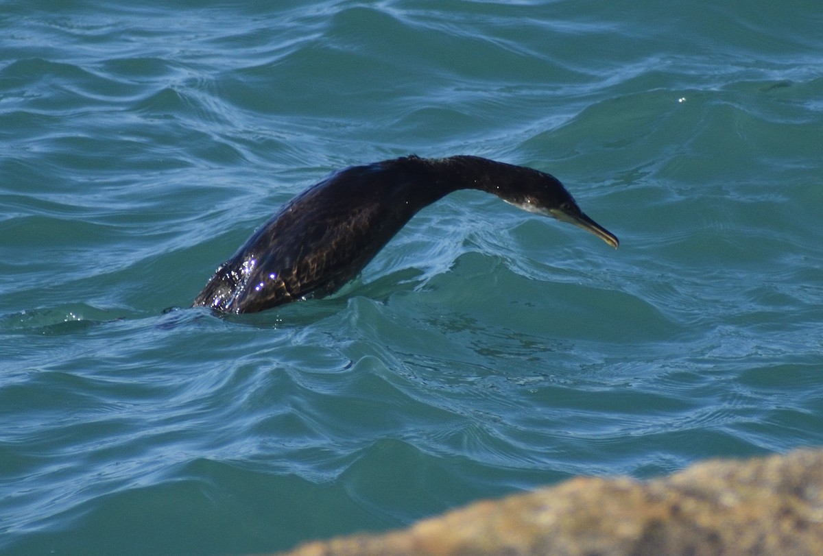 European Shag - ML640831995