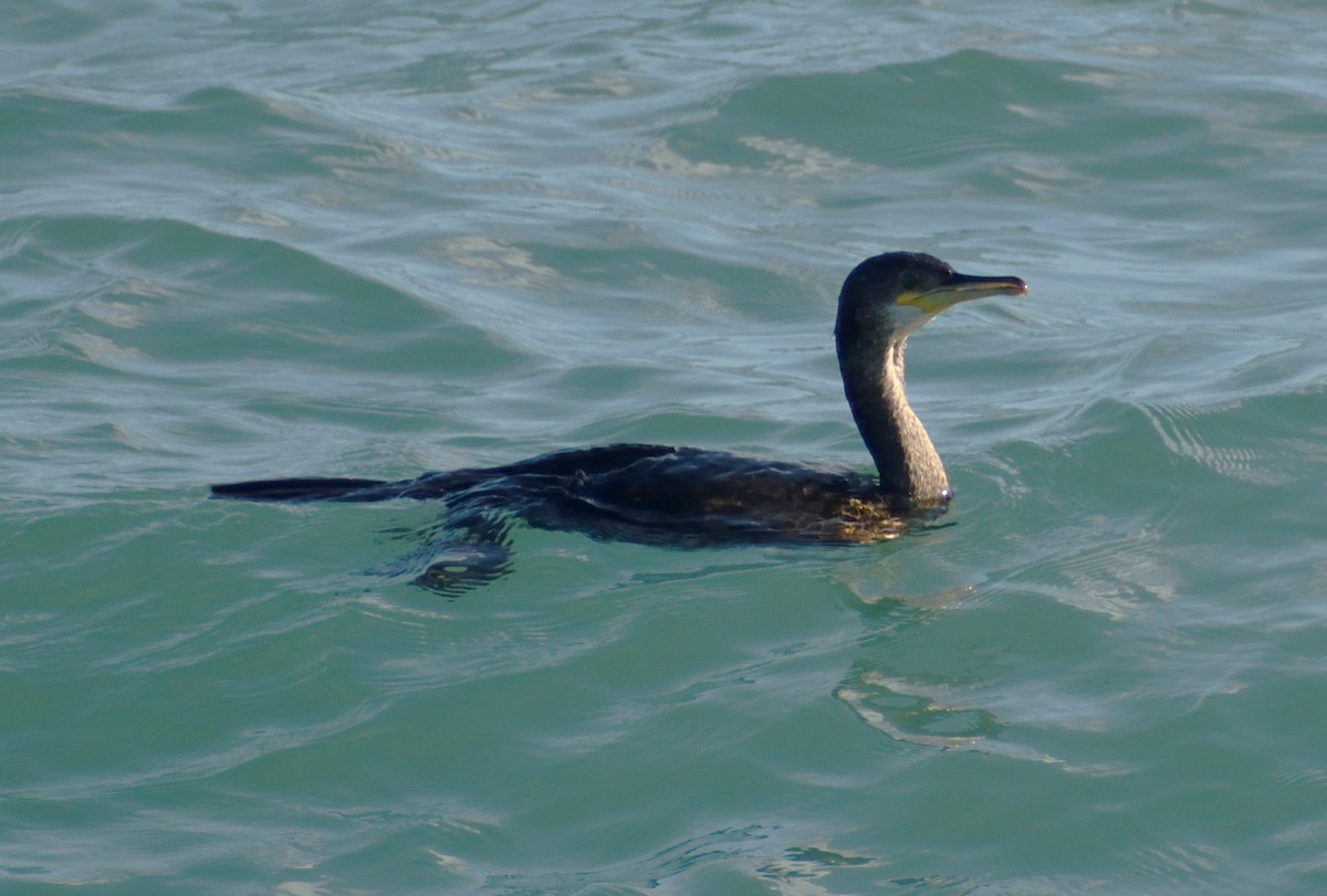 European Shag - ML640832010