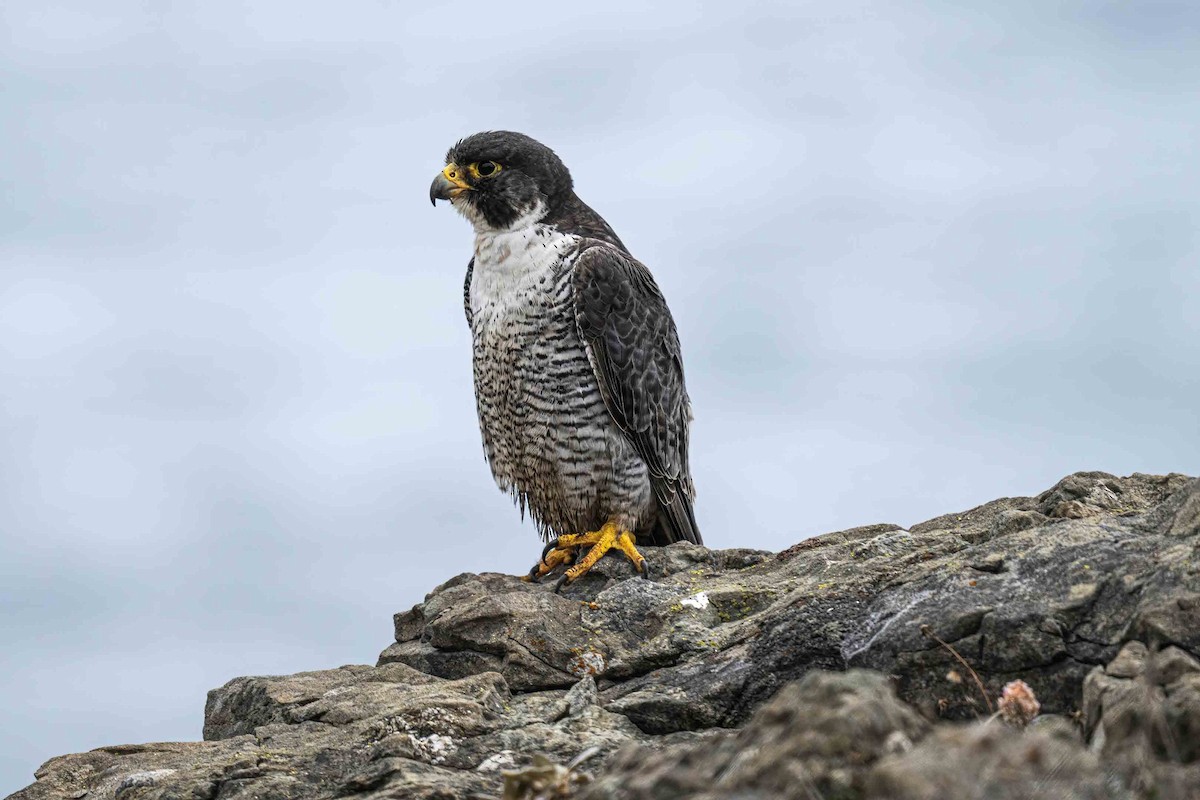 Peregrine Falcon - ML640832012