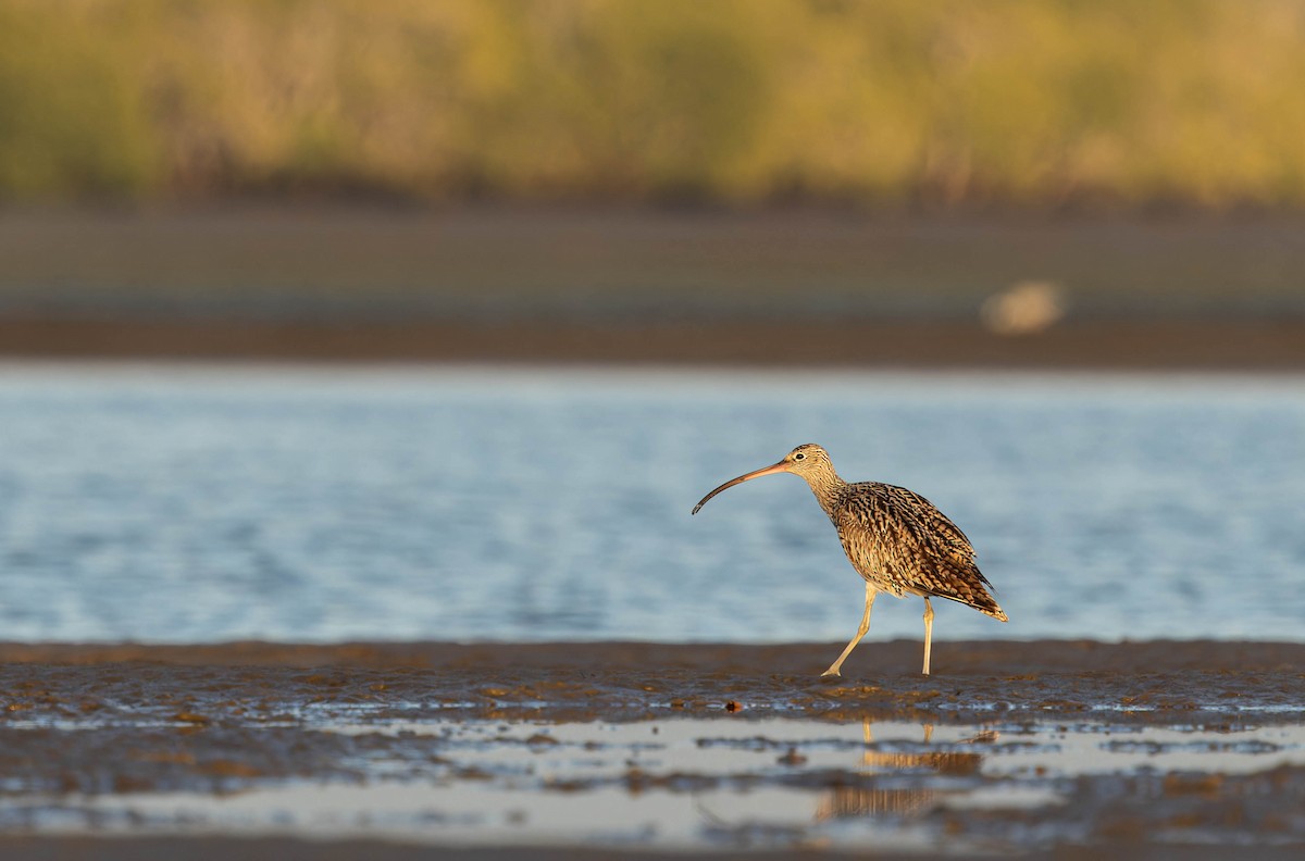 Far Eastern Curlew - ML640832018