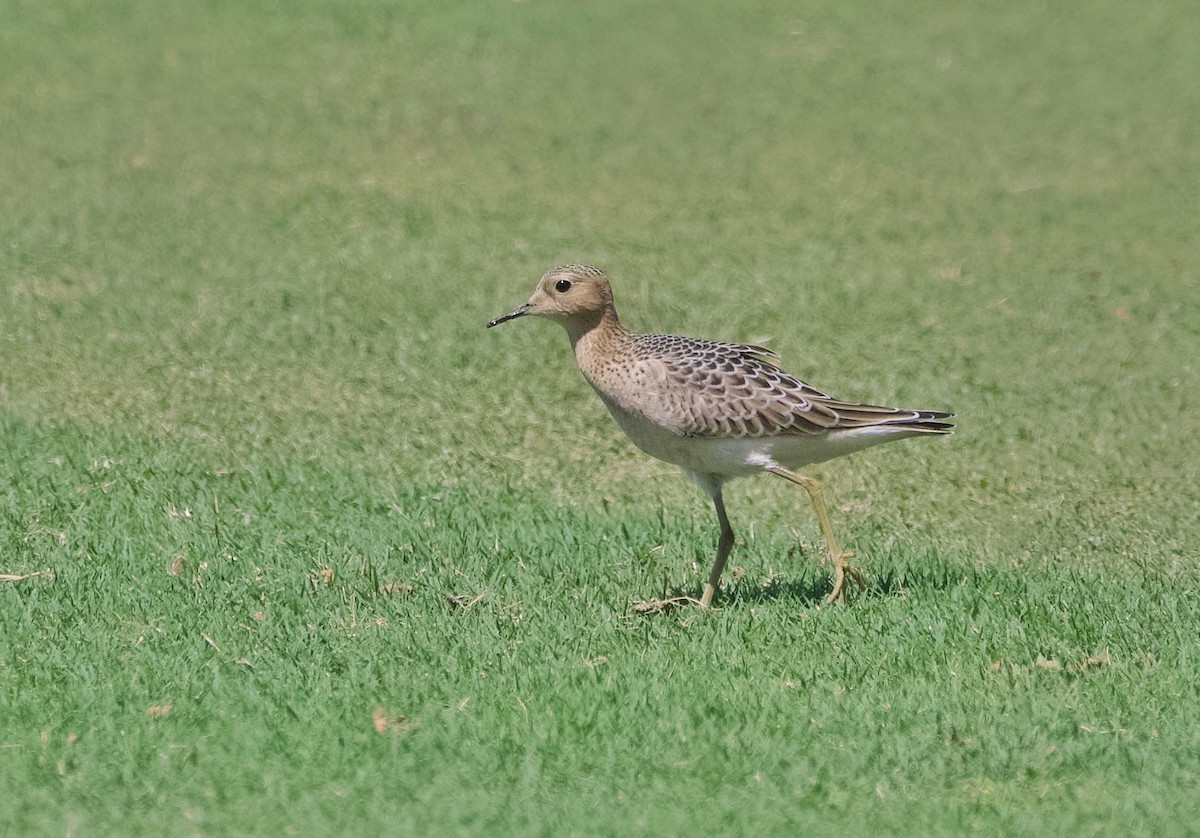 Buff-breasted Sandpiper - ML640832025