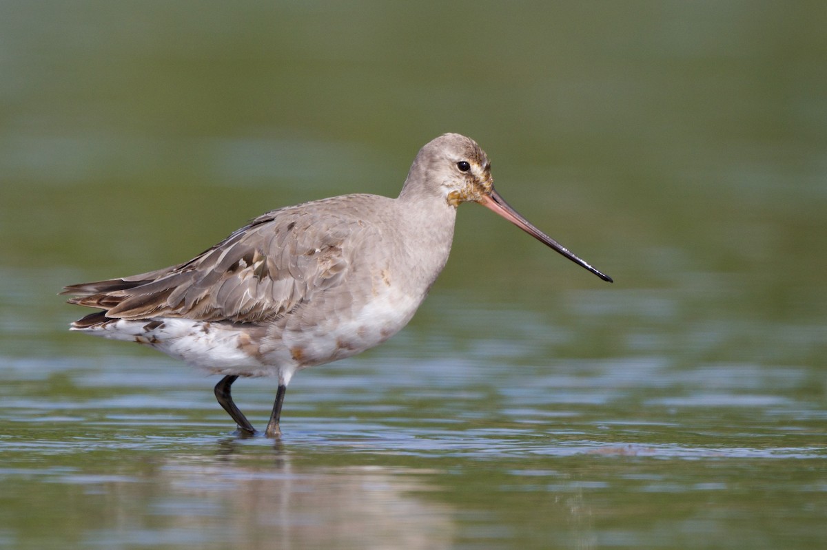 Hudsonian Godwit - ML640832031