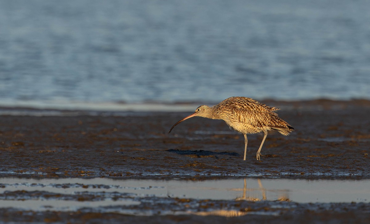 Far Eastern Curlew - ML640832032