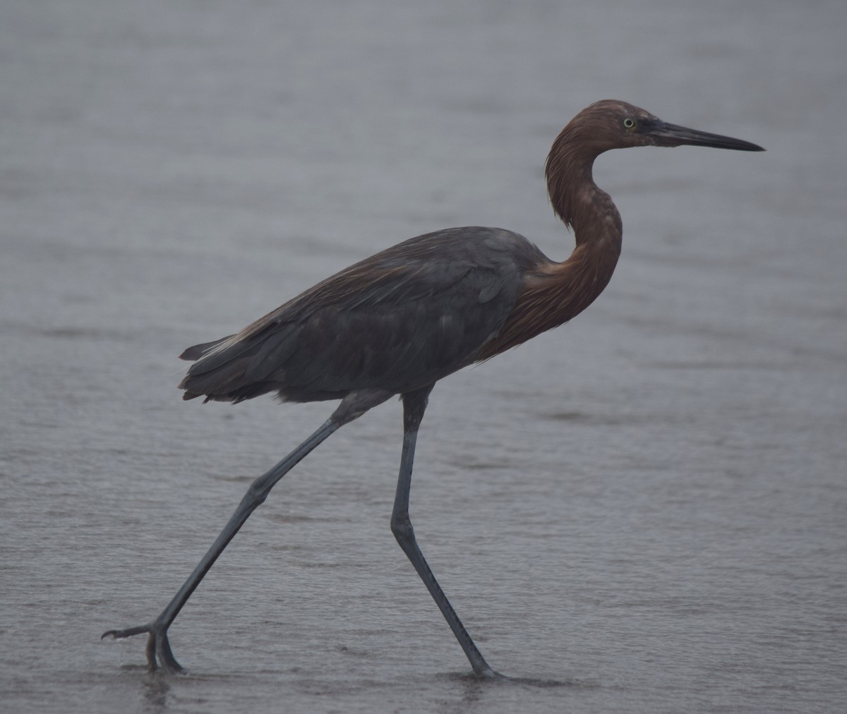 Reddish Egret - ML640832033
