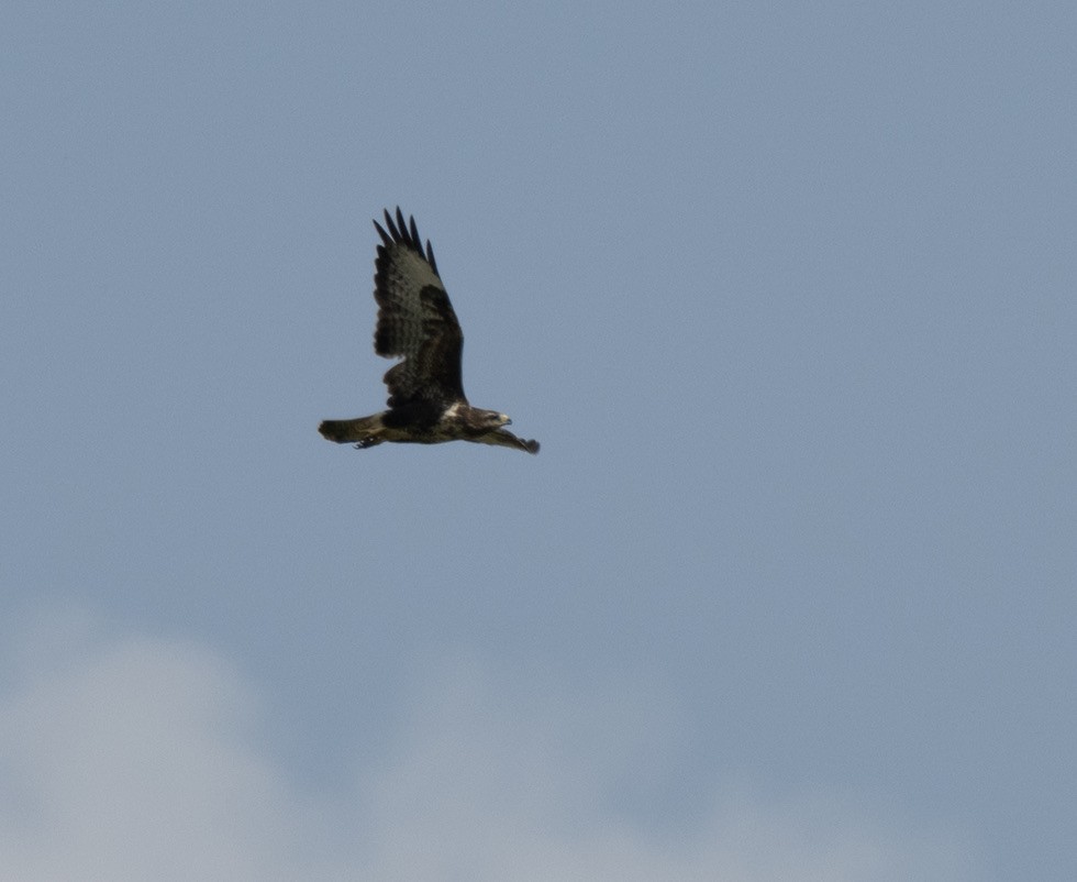 Common Buzzard - ML640832034