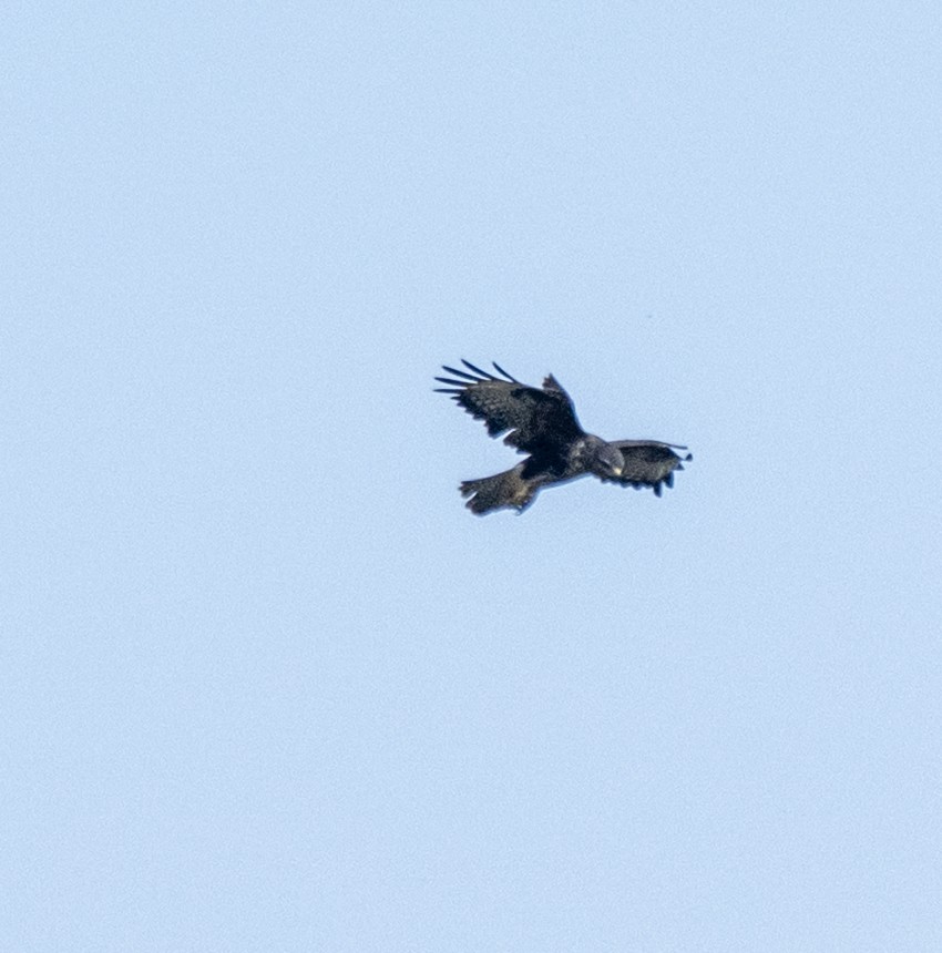 Common Buzzard - ML640832035