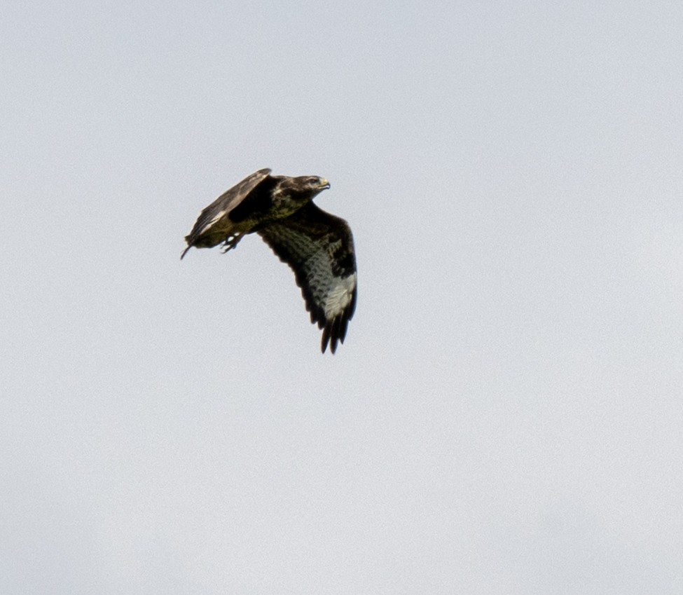 Common Buzzard - ML640832036