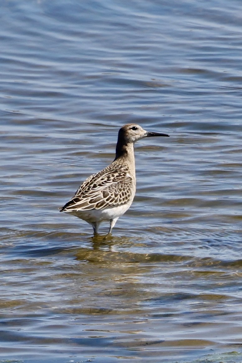 Ruff - ML640832037