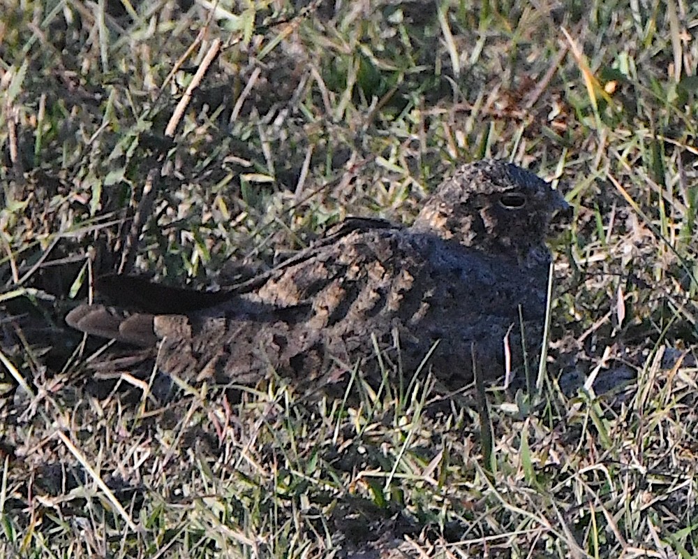 Nacunda Nighthawk - ML640832038