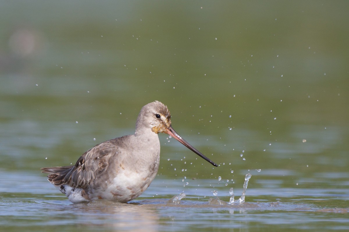 Hudsonian Godwit - ML640832039
